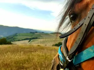 Reiten – Foto 3 – Agriturismo Re Piano