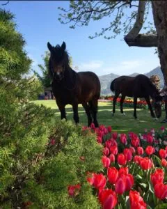 Reiten – Foto 1 – Agriturismo Re Piano