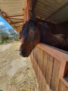 Reiten – Foto 4 – Agriturismo Re Piano